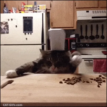 GIF of a Cat cooking